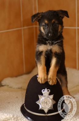 Day_247_-_West_Midlands_Police_-_Police_Puppy_(7929533758).jpg