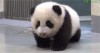 un-bebe-panda-apprend-a-marcher.jpg