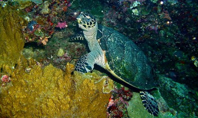 Hawksbill_Turtle__Eretmochelys_imbricata___8477697277_.jpg