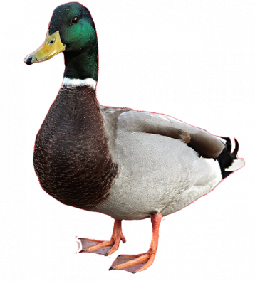 cute-duck-png_5f81db64377e1-618x680.png