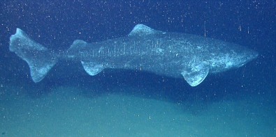 requin.jpg