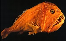anaplogaster.png