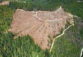 deforestation.jpg