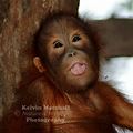orang_borneo.jpg