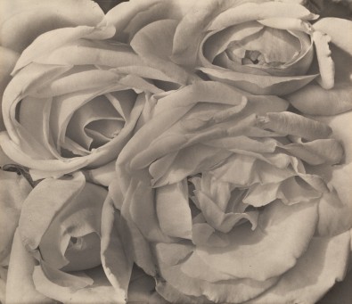 TM-roses.jpg