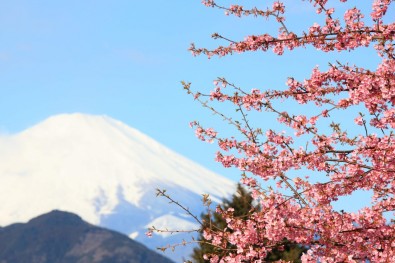 Sakura_and_Mt._Fuji.jpg