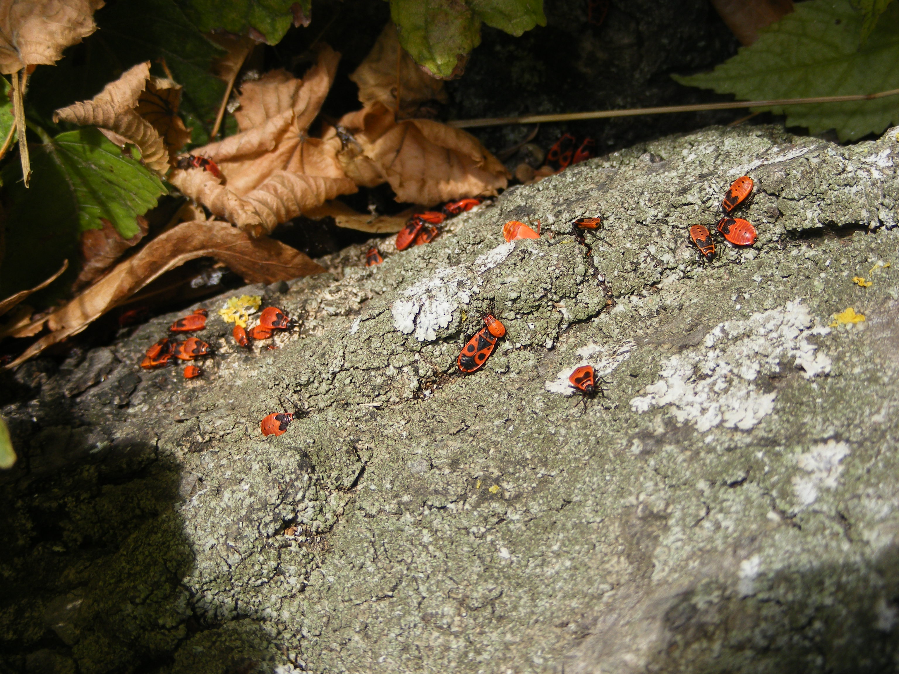 DSCF8025.JPG