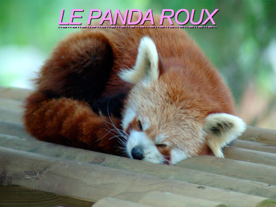 Panda_roux_1.png