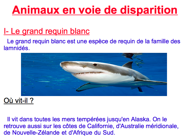 Requin_blanc___loup_d_abyssinie_1.png