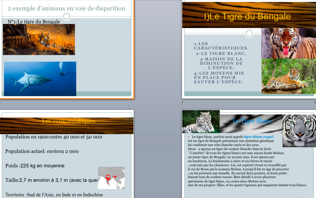 Tigre_Bengale_et_Requin_Blanc.png