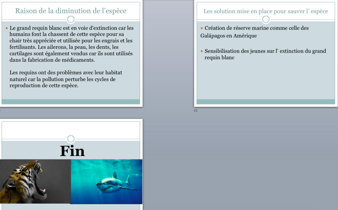 Tigre_Bengale_et_Requin_Blanc2.png