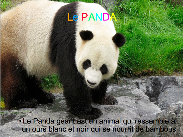 panda1.png