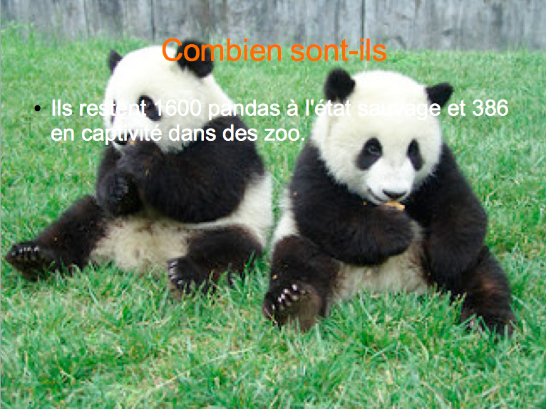 panda4.png