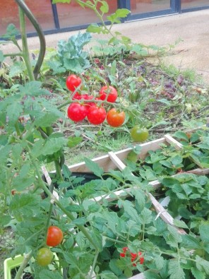 tomates_rouges.jpg