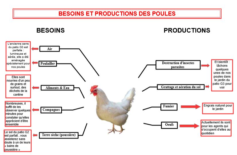 besoins productions poules.JPG