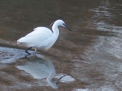 Egretta_garzetta__aigrette_garzette__dans_le_port_de_Vannes_10.jpg