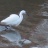 Egretta_garzetta__aigrette_garzette__dans_le_port_de_Vannes_10.jpg