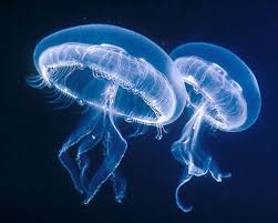 meduses.jpg