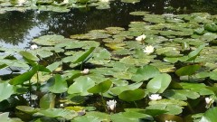 Giverny_28_juin_2016__53_.jpg