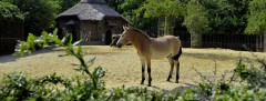 Cheval_de_Przewalski.jpg