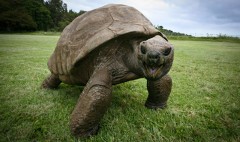 182-year-old-tortoise-jonathan-4.jpg