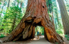 SN_old_sequoia_home-961x620.jpg