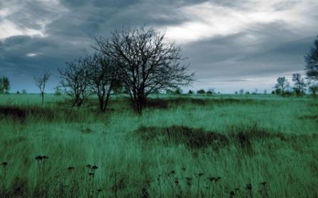 arbre.jpg, mar. 2010