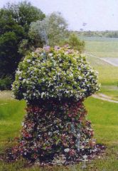 bouchon.JPG, déc. 2008