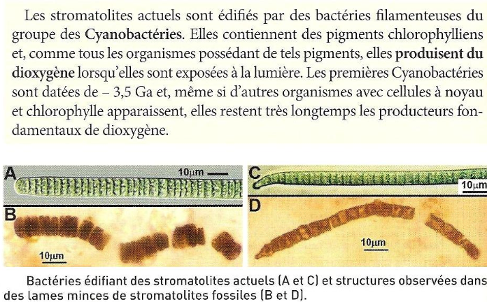 cyano bact cyano bact