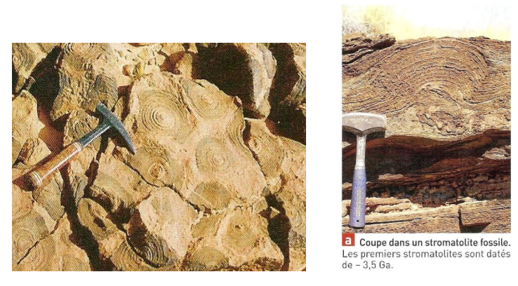 stromato fossiles