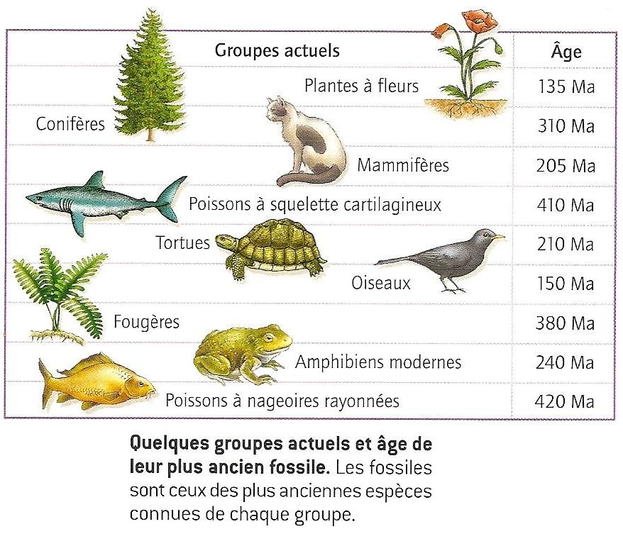 apparition principaux groupes