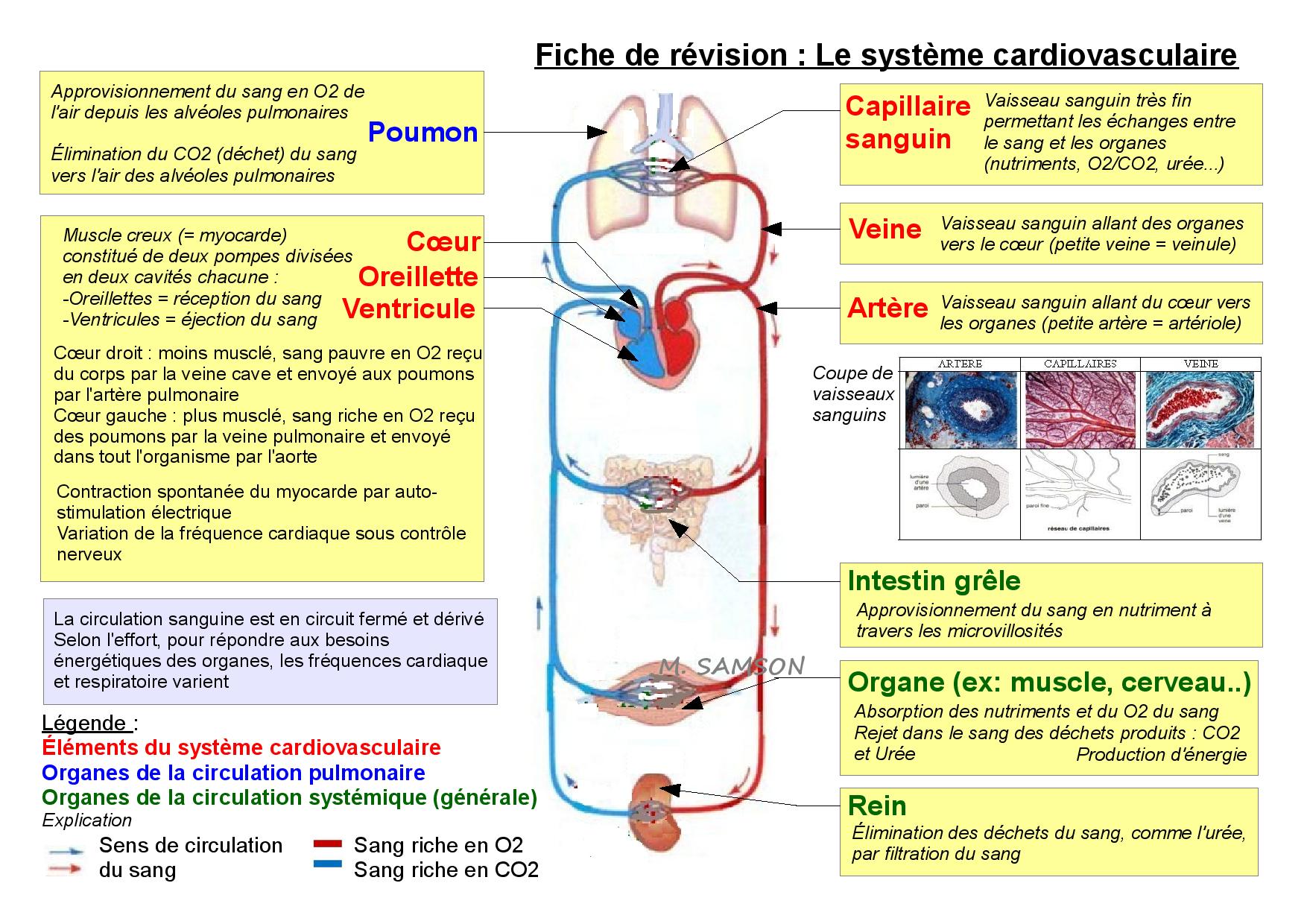 FICHES_REVISIONS_3eme_SAMSON_syst_cardiovascu-page-001.jpg