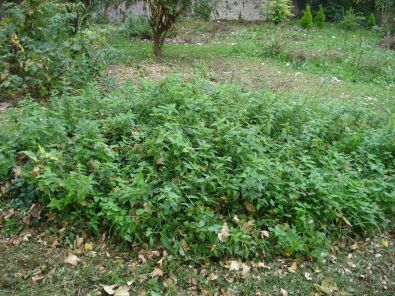 BIODIVERSITE.jpg, oct. 2012