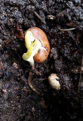 Germe_feve.jpg, mar. 2013