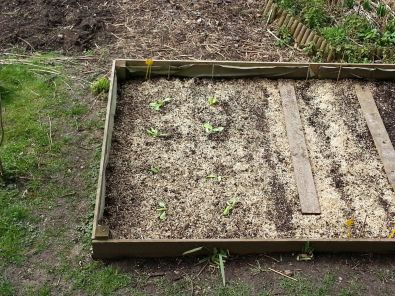 Repiquage_salade1.jpg, mar. 2013