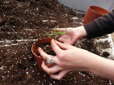 Repiquage_tom1.jpg, mar. 2013