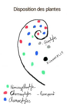 Disposition_des_plantes.jpg, avr. 2013