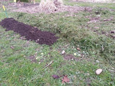 Pomme_de_terre_gazon.jpg, avr. 2013