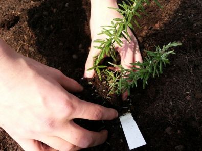 technique_plantation4.jpg, avr. 2013