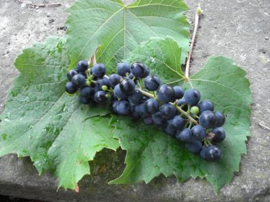 7_grappe_de_raisin.JPG, sept. 2012