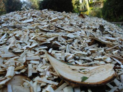 DSC00313.JPG, oct. 2011