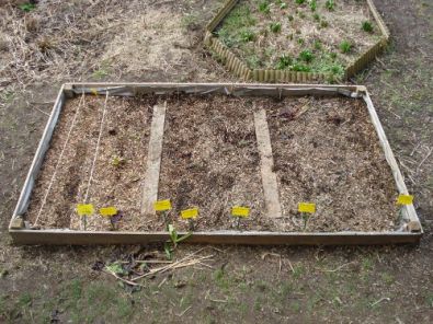 SEMIS_LEGUMES.JPG, mai 2012