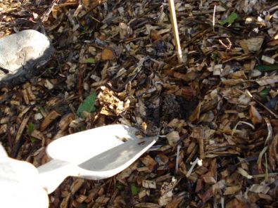 SEMIS_DS_BRF.JPG, mai 2012