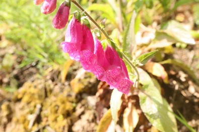 Photo_031.JPG