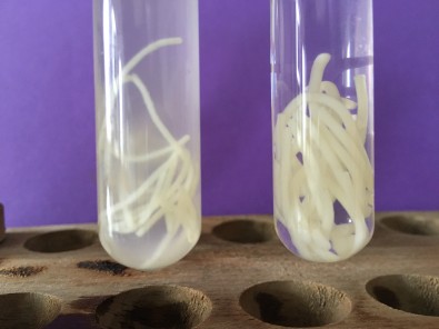 digestion in vitro 1h.JPG