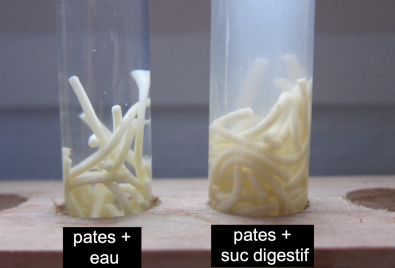 digestion in vitro : début d'expérience.png