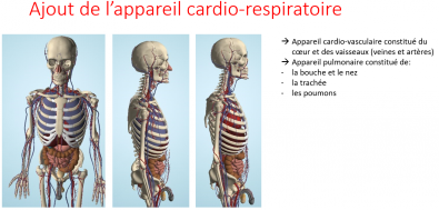 Anat_humaine_systeme_cardio_respi.PNG