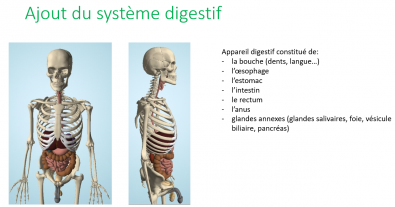 Anat_humaine_systeme_digestif.PNG