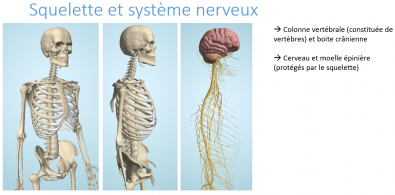Anat_humaine_systeme_nerveux.PNG
