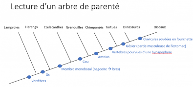 Arbre_de_parente_vertebres.PNG